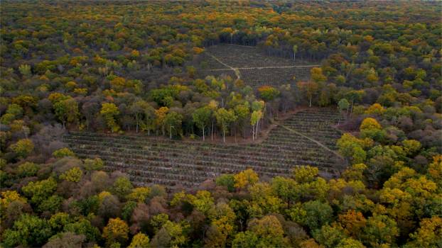 La forêt renait !