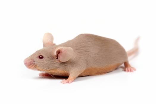 rat