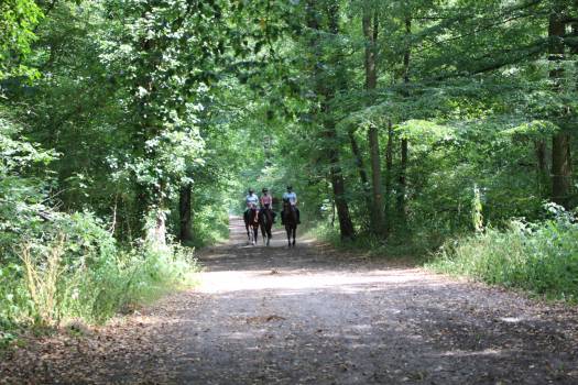 Forêt