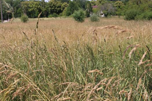 Prairie