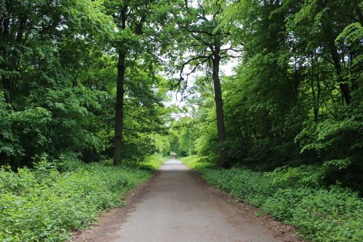 Foret