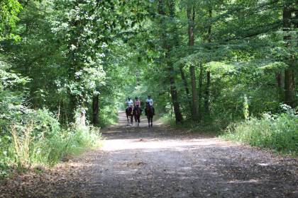 Forêt
