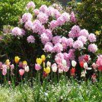fleurs