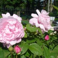 fleurs