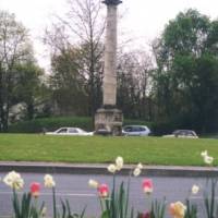 jacinthes et tulipes