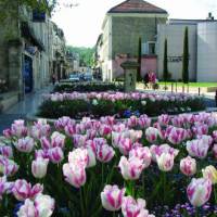 tulipes
