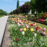 tulipes