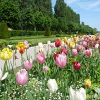tulipes