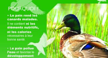 Protégeons les canards !