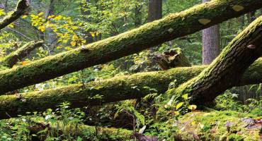 Le bois mort, précieux pour la forêt