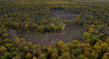 La forêt renait !
