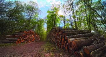 L’ONF sécurise et renouvelle la forêt de L’Isle-Adam