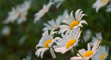 fleurs blanches
