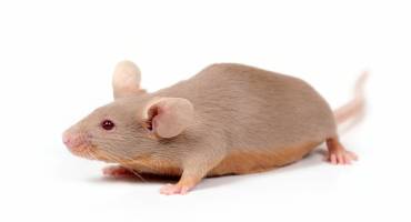 rat