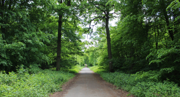 Foret